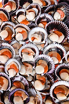 Fresh scallops shellfish on sale at the Chorillos fish market. Lima, Peru