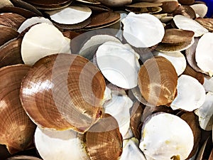 Fresh Scallops in traditional Asian fresh seafood market