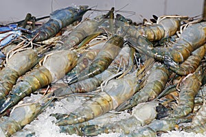 Fresh scampi or langoustine prawns in a fish market stall on ice for sell
