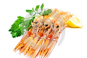 Fresh Scampi / Nephrops norvegicus