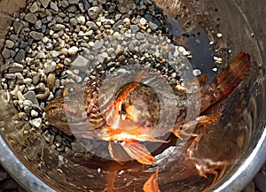 Fresh scorpion-fish (Scorpaenidae) caught in a bowl