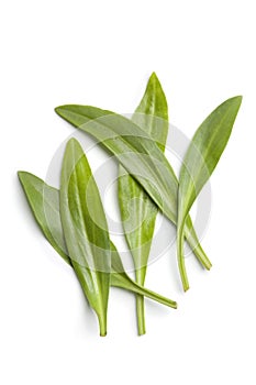 Fresh sea aster leaves