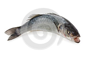 Fresh Sea bass