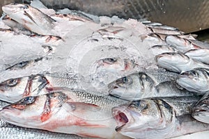 Fresh sea bass, Dicentrarchus labrax, on display on a market stall