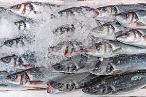 Fresh sea bass, Dicentrarchus labrax, on display on a market stall