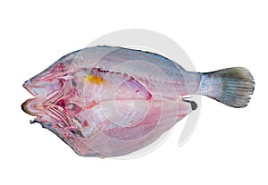 Fresh sea bass fillets and cut on white background. clipping path