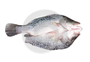 Fresh sea bass fillets on white background. clipping path