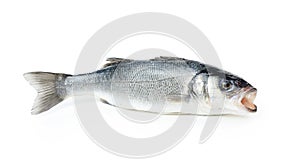 Fresh sea bass fish