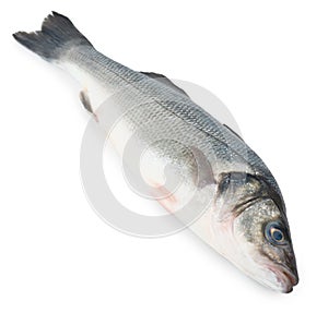 Fresh Sea Bass fish