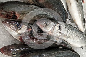 Fresh Sea Bass fish, closeup