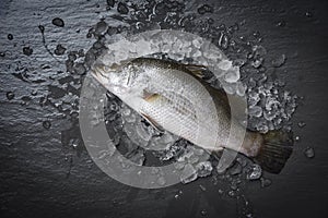 Fresh sea bass fish for cooking Raw seabass on ice ocean gourmeton dark background in the restaurant