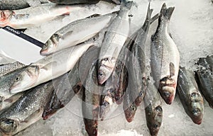 Fresh Sea Bass fish on crushed ice.