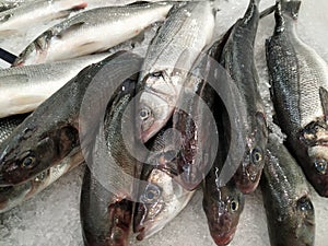 Fresh Sea Bass fish on crushed ice