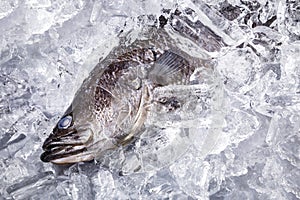Fresh sea bass fish on ice on a black stone table top view