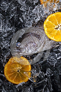 Fresh sea bass fish on ice on a black stone table top view