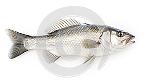 A fresh sea bass fish isolated on white background. Sea bass fish. Generative Ai