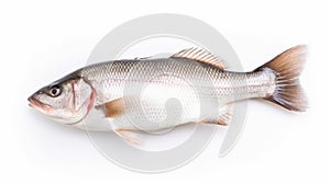 A fresh sea bass fish isolated on white background. Sea bass fish. Generative Ai