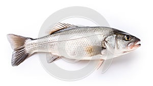 A fresh sea bass fish isolated on white background. Sea bass fish. Generative Ai