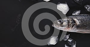 Fresh sea bass head on black background