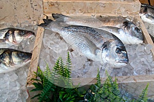 Fresh sea bass on ice in a restaurant window, raw fish, seafood
