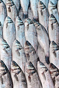 Fresh sea bass, at a UK fishmongers market stall