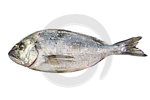 Fresh sea bream fish over white