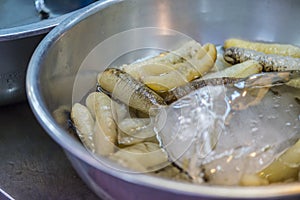 Fresh Sea cucumber