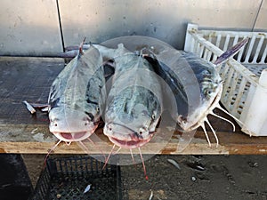 Fresh sea fish on the beach in San Bernardo Argentina