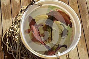 Fresh sea fish caught on fishing rod in plastic bucket. Fisherman\'s catch. Fishing on Red Sea. Close-up. Top view.