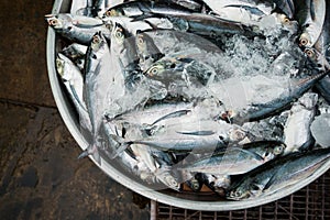 fresh sea fish with ice freshly caught photo