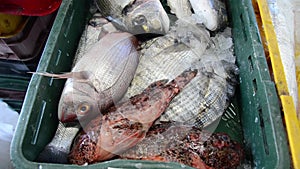 Fresh sea fish on ice for sale on market. Seafood. Fishmonger selling fish and seafood. Fishmonger sold fresh fish. Display of: Gi