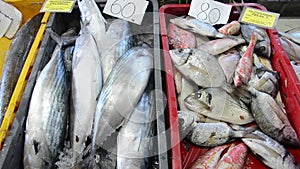 Fresh sea fish on ice for sale on market. Seafood. Fishmonger selling fish and seafood. Fishmonger sold fresh fish. Display of: Gi
