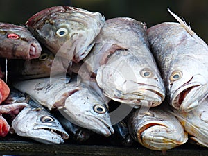 Fresh sea fish for sell on a market