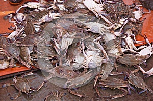 Fresh sea food, crab