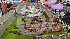 Fresh sea food in the market