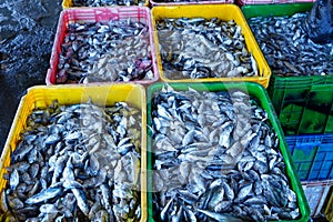 The fresh sea food products in tradtional fish market