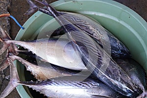 The fresh sea food products in tradtional fish market
