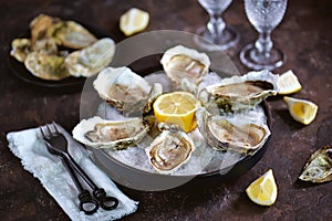 Fresh sea oysters on a large sea salt with lemon. Healthy food, gourmet food, restaurant food.