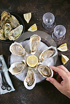 Fresh sea oysters on a large sea salt with lemon. Healthy food, gourmet food, restaurant food.