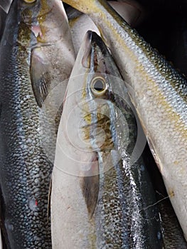 Fresh sea salmon in the caribbean.