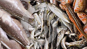 Fresh Sea Salmon, European Anchovy Fish and Mullus On Display On Ice On Market Store Shop. Seafood Fish Background