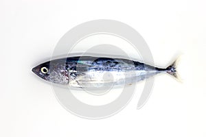 Fresh sea sardine on white background, sea food cooking top view photo. Single mackerel or sardine isolated