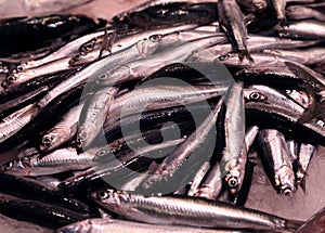 Fresh sea sardines on ice