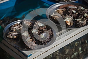 Fresh sea-shells collected by Haenyeo female divers; UNESCO Intangible Cultural Heritage list, in 2016 in Jeju Island, South