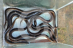 Fresh sea snakes in a fish market
