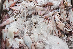 Fresh sea squid in market on Greek island Kalymnos