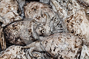 Fresh sea squids