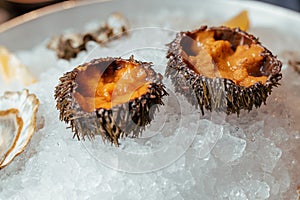 Fresh sea urchin on a plate with ice close-up photo