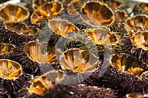 Fresh sea urchins cut in half on platter