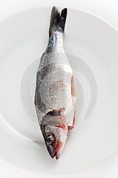 Fresh seabass
